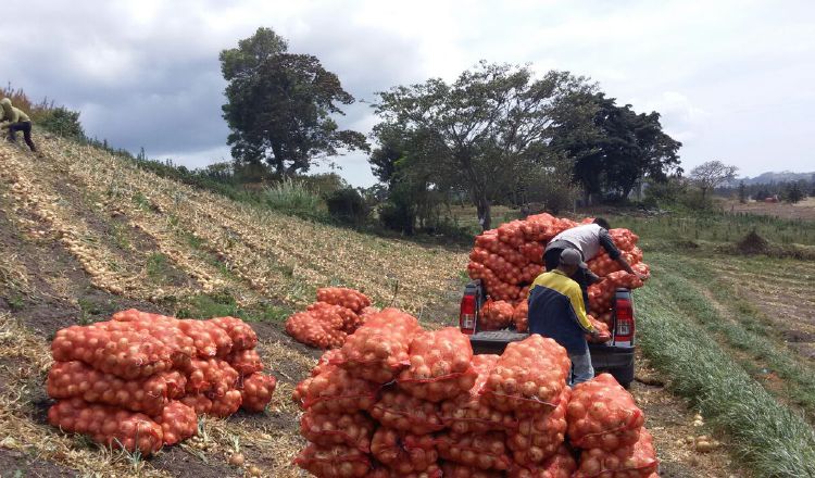 Los productores de tierras altas plantean que la única solución para que esa plaga no entre al país es que se evite la importación de cebolla proveniente de Holanda. Archivo