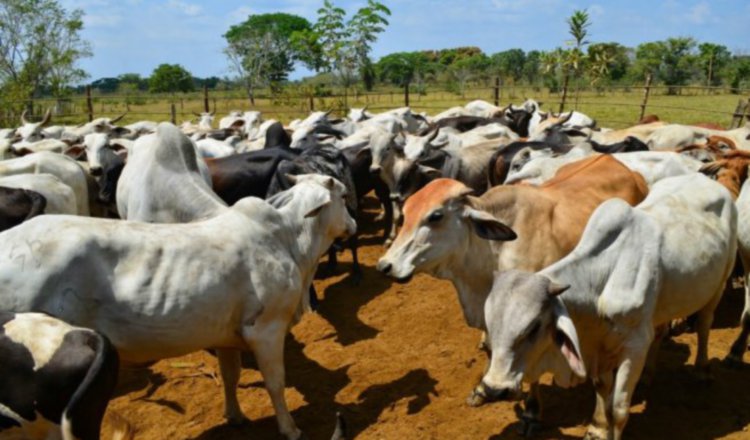 Colombia no es elegible para la importación de carnes a Panamá /Foto EFE