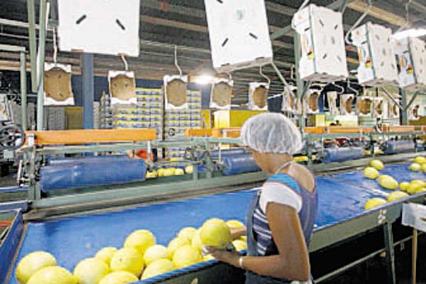 Un quinquenio muy agitado y difícil para los productores nacionales