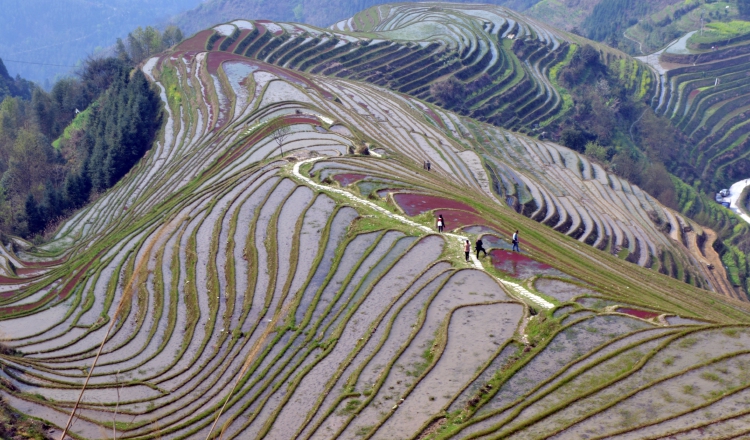 Las terrazas de arroz vistas desde la cumbre. Cuando las terrazas se irrigan, el agua parece un espejo. /Foto EFE/Rafael Cañas