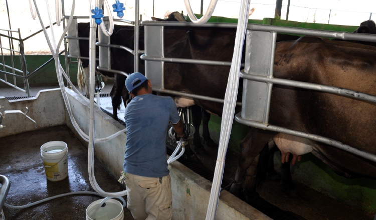 La contracción por la importación ha generado también  un excedente de 30% de leche grado c, sobre la capacidad de compra. Archivo