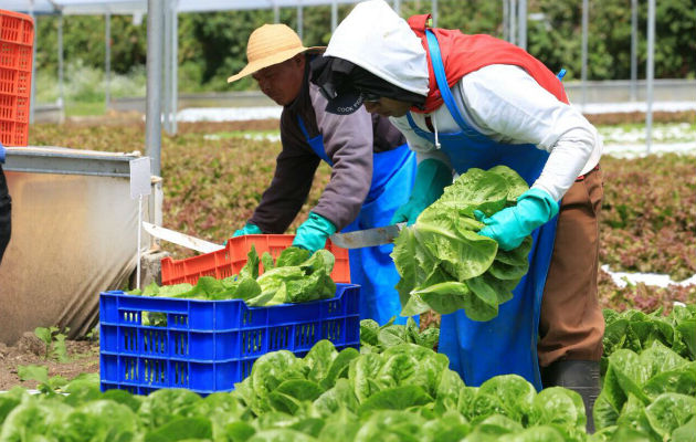  Los productores y los técnicos del Mida analizaron en el taller varios componentes