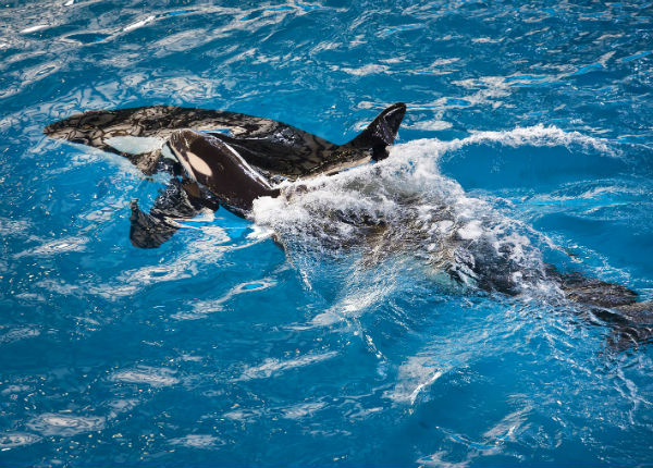 La orca Takara nadando junto a su cría Kyara. FOTO/AP