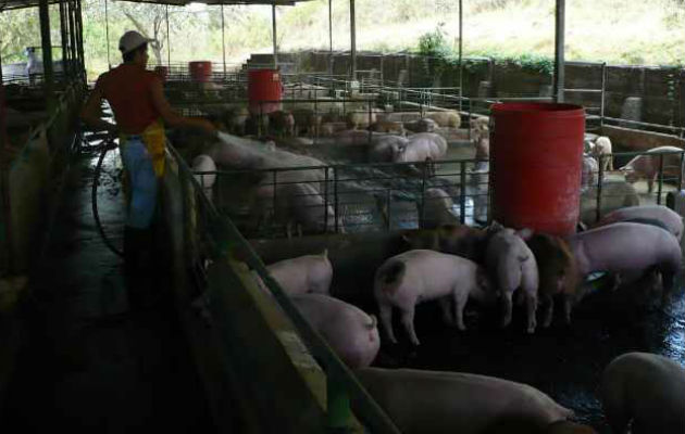 Los pequeños y medianos porcinocultores en Chiriquí corren peligro de desaparecer. Foto: Archivo 
