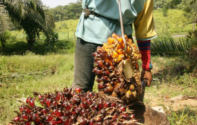  600 productores que producen alrededor de 18 mil hectáreas 