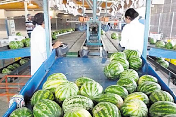 Exportaciones de frutas locales caen más del 50% este año