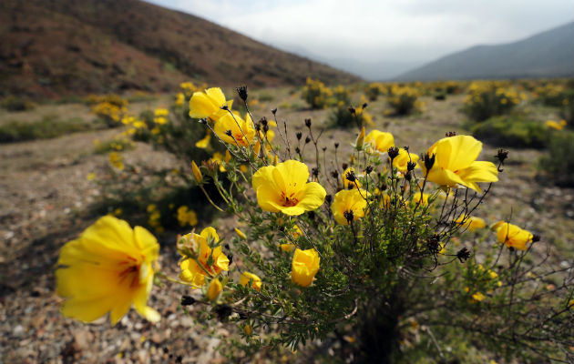 El desierto florido es sin duda una de las postales más apreciadas por los turistas. FOTO/EFE