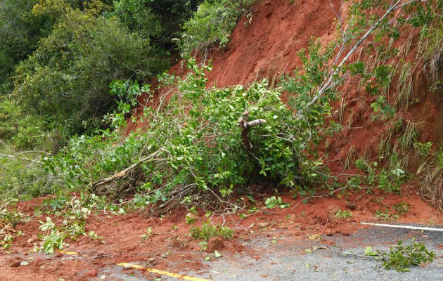 Temen que los árboles afecten el tendido eléctrico. Foto: Elena Valdez