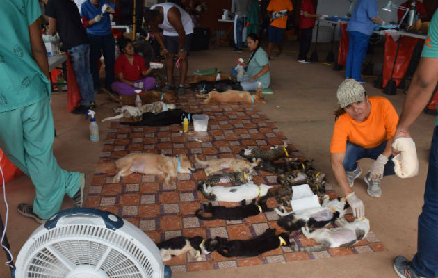 Hasta el momento se han esterilizado unos 240 perros y gatos. Foto: Eric Montenegro