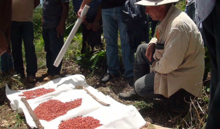 La nueva variedad del grano ayudará a mejorar la nutrición y disminuir el riesgo de anemia. /Foto Víctor Eliseo Rodríguez