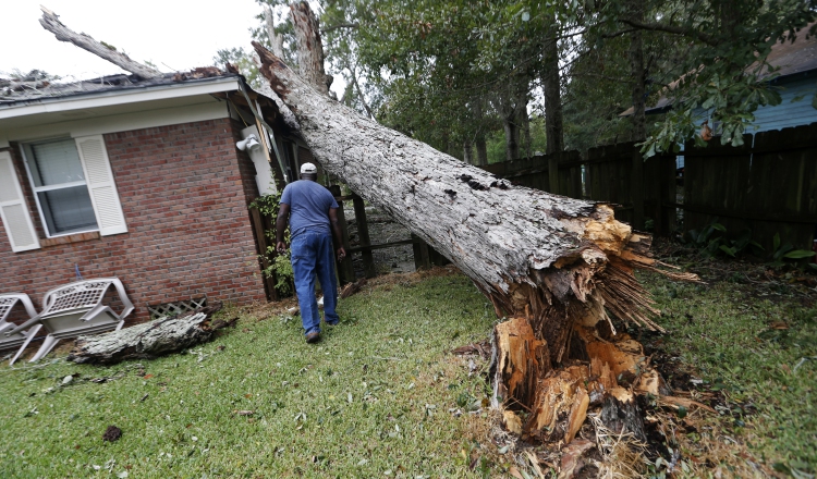 Un hombre inspecciona su casa a la que le cayó un árbol tras el paso de 