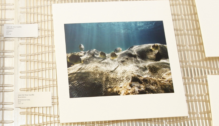 Esta fotografía capturó parte de la belleza del biosistema marino. Esta fotografía capturó parte de la belleza del biosistema marino.