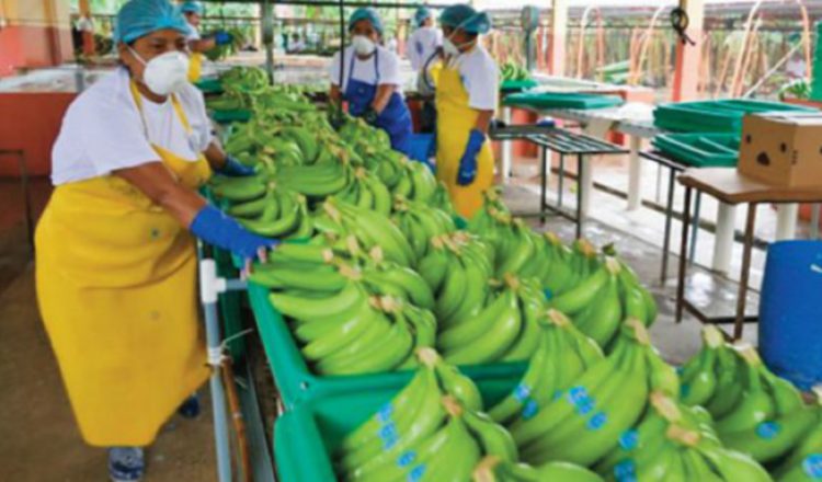 De Ecuador sale la mayoría del banano. EFE
