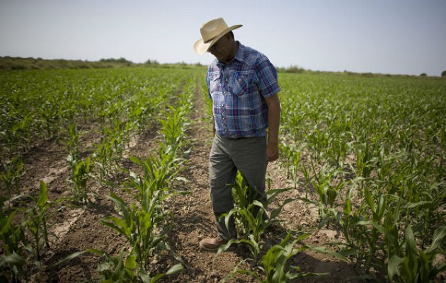 Productores luchan contra las importaciones descontroladas. Foto/Archivo