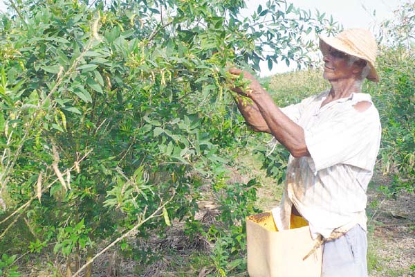 Hace dos años la producción de guandú en el país era buena; sin embargo, en la zona de Boquerón la actividad ha sido abandonada por el 90% de los productores. /Foto Archivo