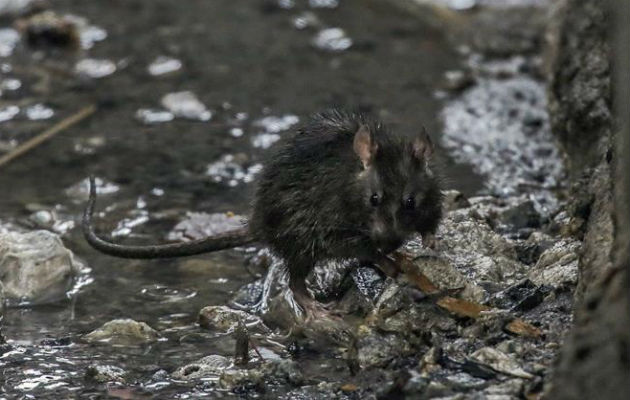 Una rata camina por una alcantarilla