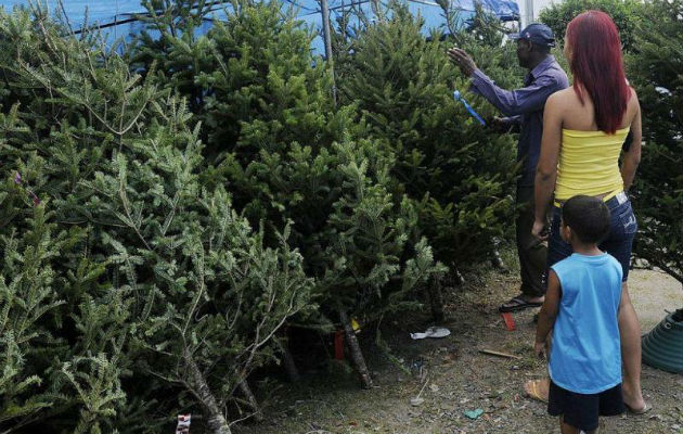 Los panameños no han dejado de comprar el árbol de navidad. Foto/Archivo