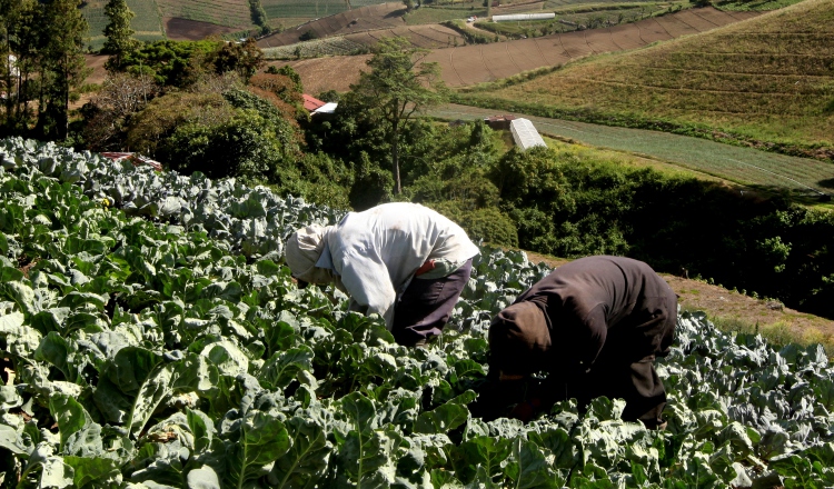 Ante las importaciones desmedidas, algunos productores de cebolla y papa han migrado hacia otros rubros. /Foto Archivo.