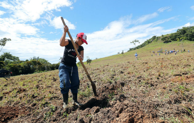 Integrante de la antigua guerrilla de las Farc mientras trabaja en proyectos agrícolas. FOTO/EFE