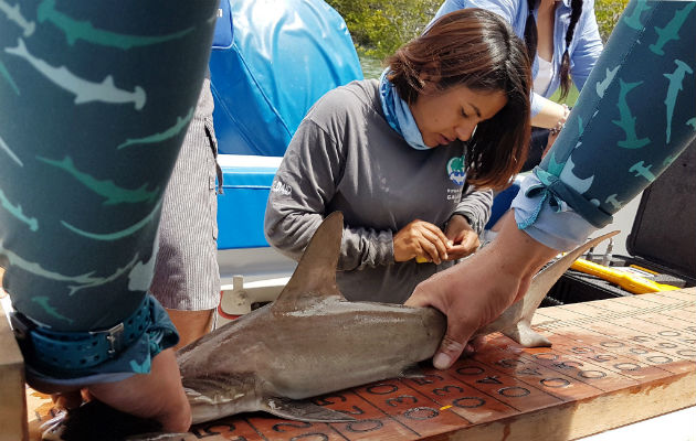 Misión de seguimiento en áreas de frecuentadas por tiburones juveniles. FOTO/EFE