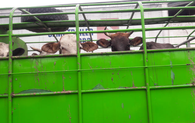 Van 56 cabezas de ganado retenidas debido a que se presume que estas reses proceden de Costa Rica. Foto/José Vásquez