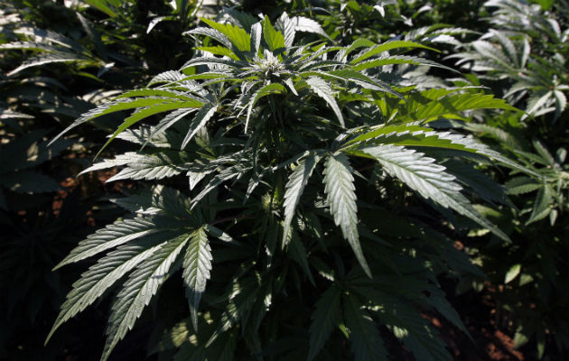 los productos para uso terapéutico pueden tener 1% o más de concentración de marihuana. FOTO/EFE