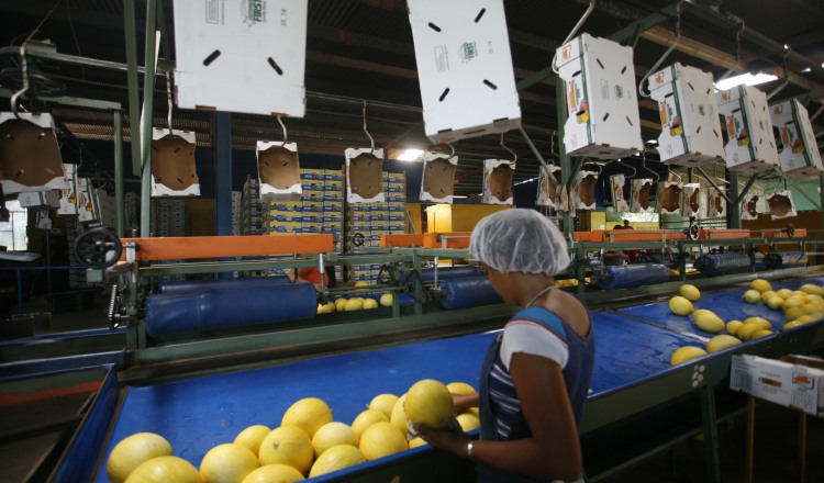 El abandono de la actividad productiva  por la falta de apoyo de las autoridades, impide que el país sea más competitivo y que se beneficie de relaciones comerciales. /Foto Archivo