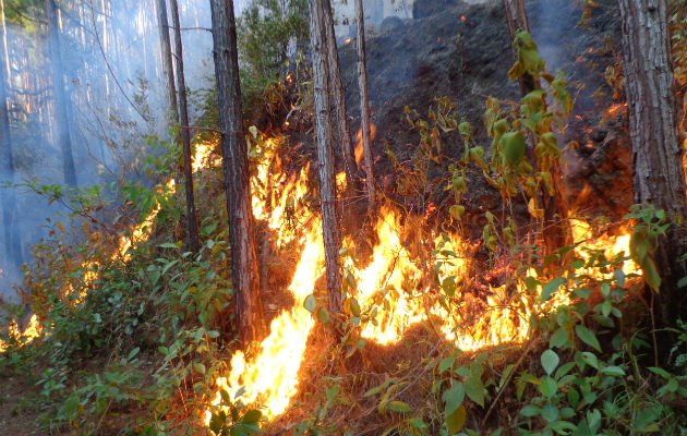 Unos 3 mil 472 incendios de masa vegetal se registraron en todo el país hasta noviembre del 2017.