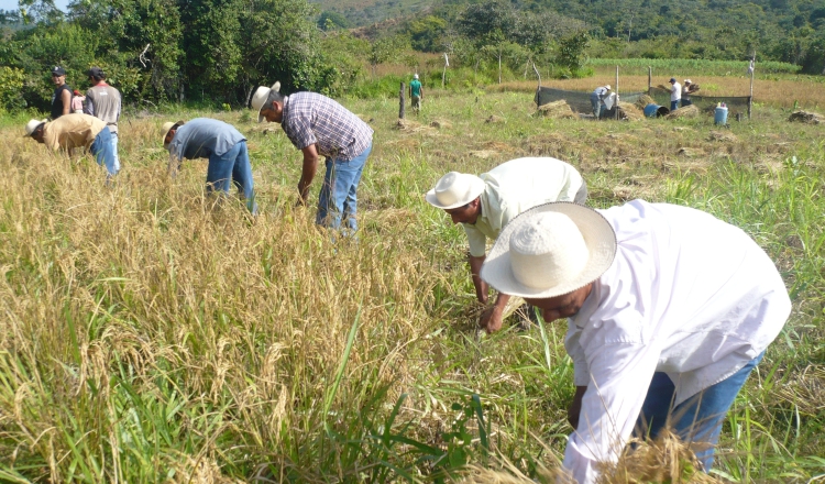 La distorsión en la comercialización del arroz afecta a los productores. /Foto EFE