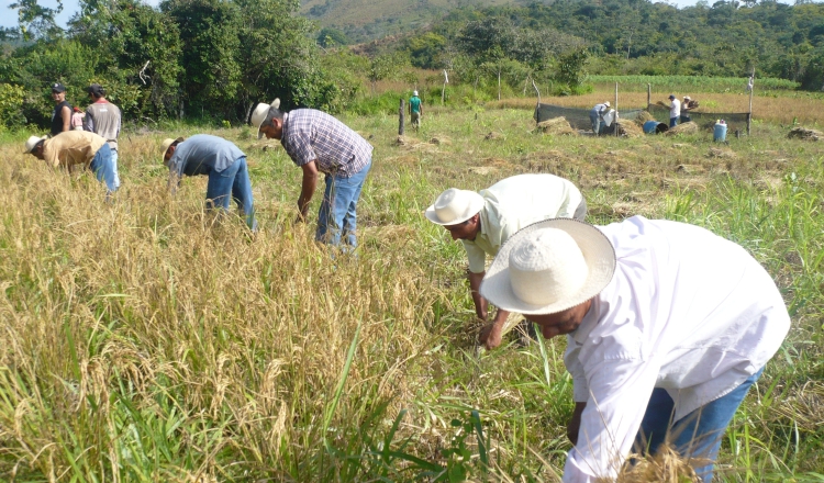 Los productores aseguran que en los dos últimos años ha habido suficiente producción para abastecer a la población y no entienden por qué continúa la importación. /Foto Archivo