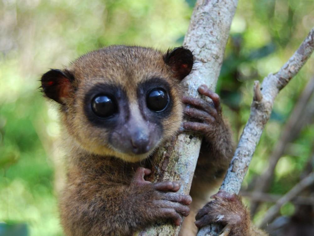 La nueva especie fue denominada lémur enano de Groves. Foto: Primate Conservation