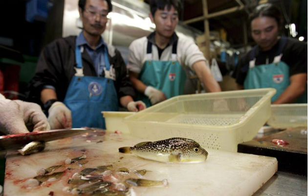 Unos cocineros japoneses limpian peces globo venenosos (Fugu) en una pescadería de Urayasu, en la provincia japonesa de Chiba.