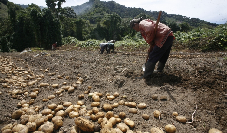 Varios productores del país han abandonado la actividad debido a la falta de políticas públicas y a las pérdidas económicas que han tenido que afrontar sin ningún apoyo. Archivo