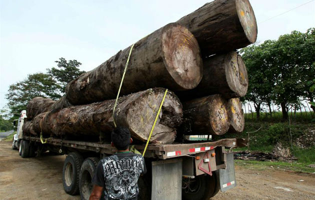 Panamá espera reducir un 90 % la tala ilegal de madera con un sistema de control