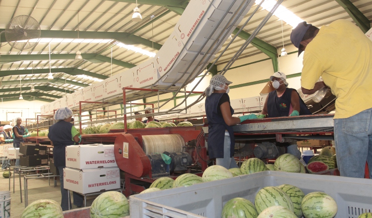 Muchos empresarios están abandonando el sector primario porque al final sale más barato importar que seguir produciendo, indicó Rosmer Jurado, presidente de Apex. /Foto Archivo