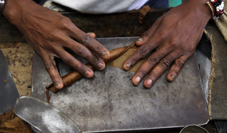 El tabaco es el cuarto renglón en ingresos al producto interno bruto de Cuba, que facturó en 2016 unos 445 millones de dólares. /Foto Efe