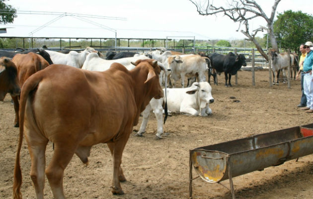 Ganaderos en alerta ante importación de carne de manera irregular