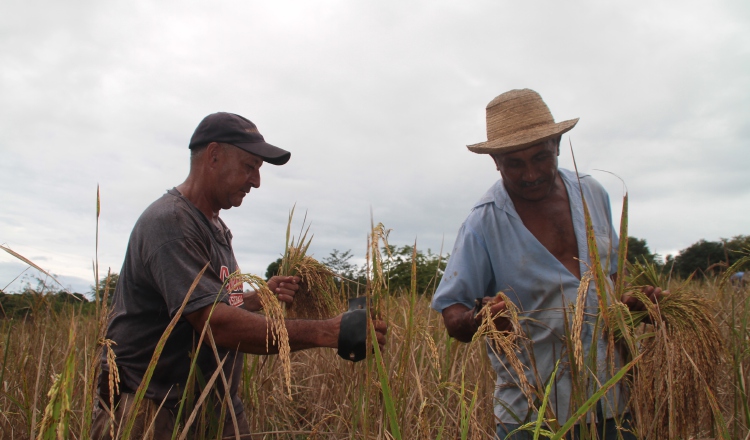 Los productores aseguran que existe un negociado en la importación de arroz. /Foto Archivo