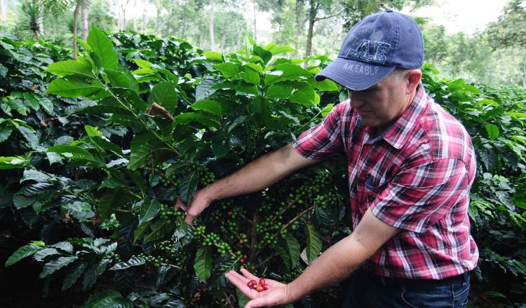 Calentamiento global afecta producción de café. /Foto EFE