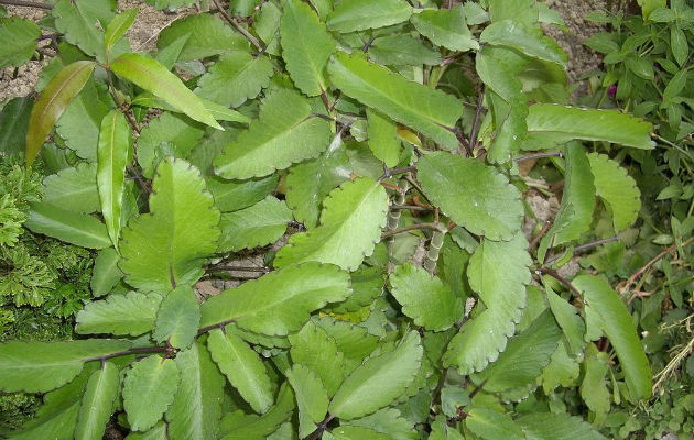 La planta suele tomarse en infusión