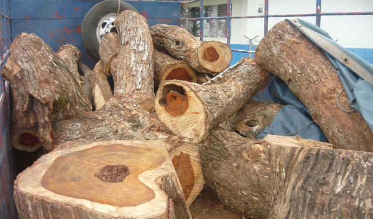 El tráfico ilegal de madera se ha reducido en 68%. /Foto Archivo
