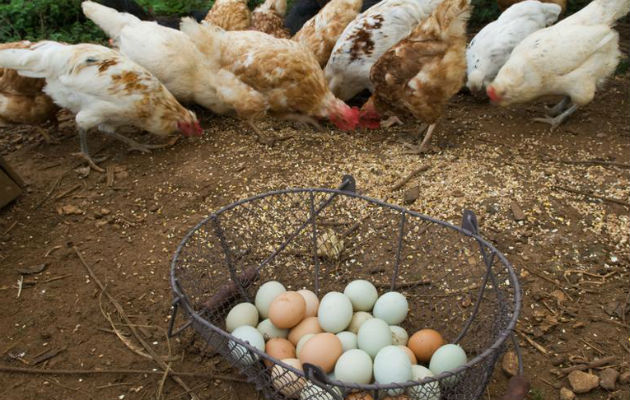 Las autoridades francesas están velando por el bienestar de los animales y la salud de sus habitantes. Foto/Ilustrativa