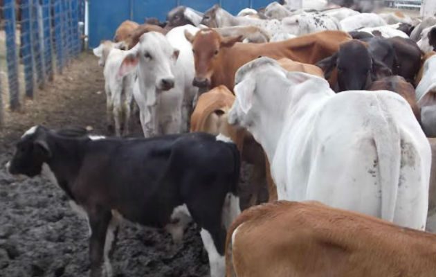 Cuba no se distingue por ser un gran productor de carne vacuna. Foto/Ilustrativa