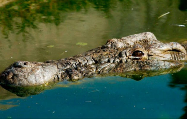 Reptil de gran tamaño, de color marrón verdoso y piel cubierta de escamas. Foto: EFE