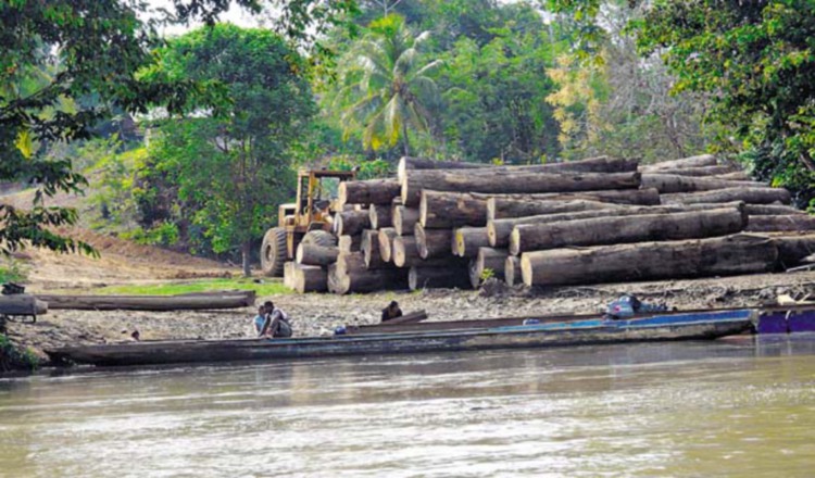 La madera decomisada será trabajada por privados de libertad. Archivo