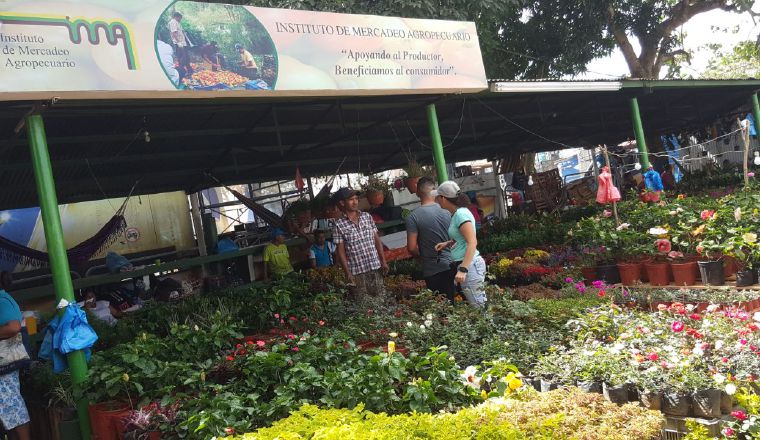 El colorido de la diversidad de plantas. /Foto Archivo