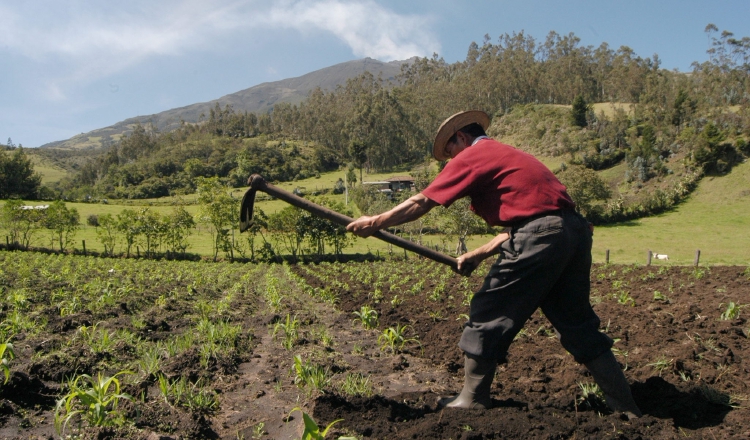 El Feci no está brindando el apoyo a los productores, porque el dinero que ingresa al BDA es destinado a la cartera de préstamos. /Foto Archivo