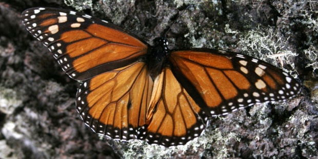 Actualmente se tienen nueve colonias de mariposa monarca entre los diferentes santuarios que dan cobijo al invertebrado. FOTO/EFE
