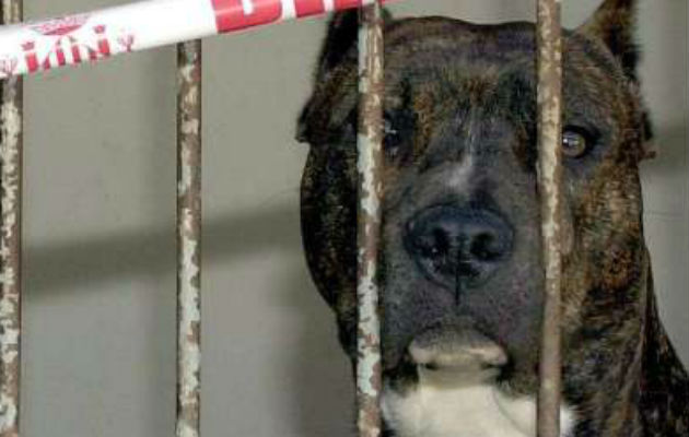 Un pit Bull de seis meses encerrado en una perrera municipal por atacar a su dueña. Foto: EFE