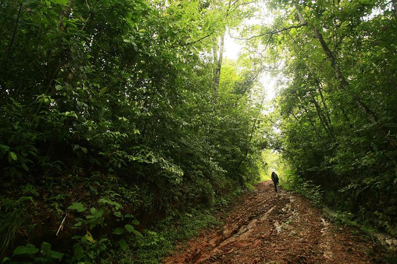 Una parte del bosque tropical del parque La Cangreja es visto en esa reserva ubicada a 80 kilómetros de San José (Costa Rica).